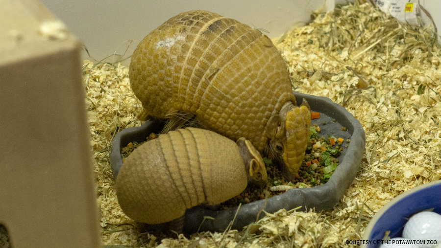 Potawatomi Zoo welcomes new baby armadillo