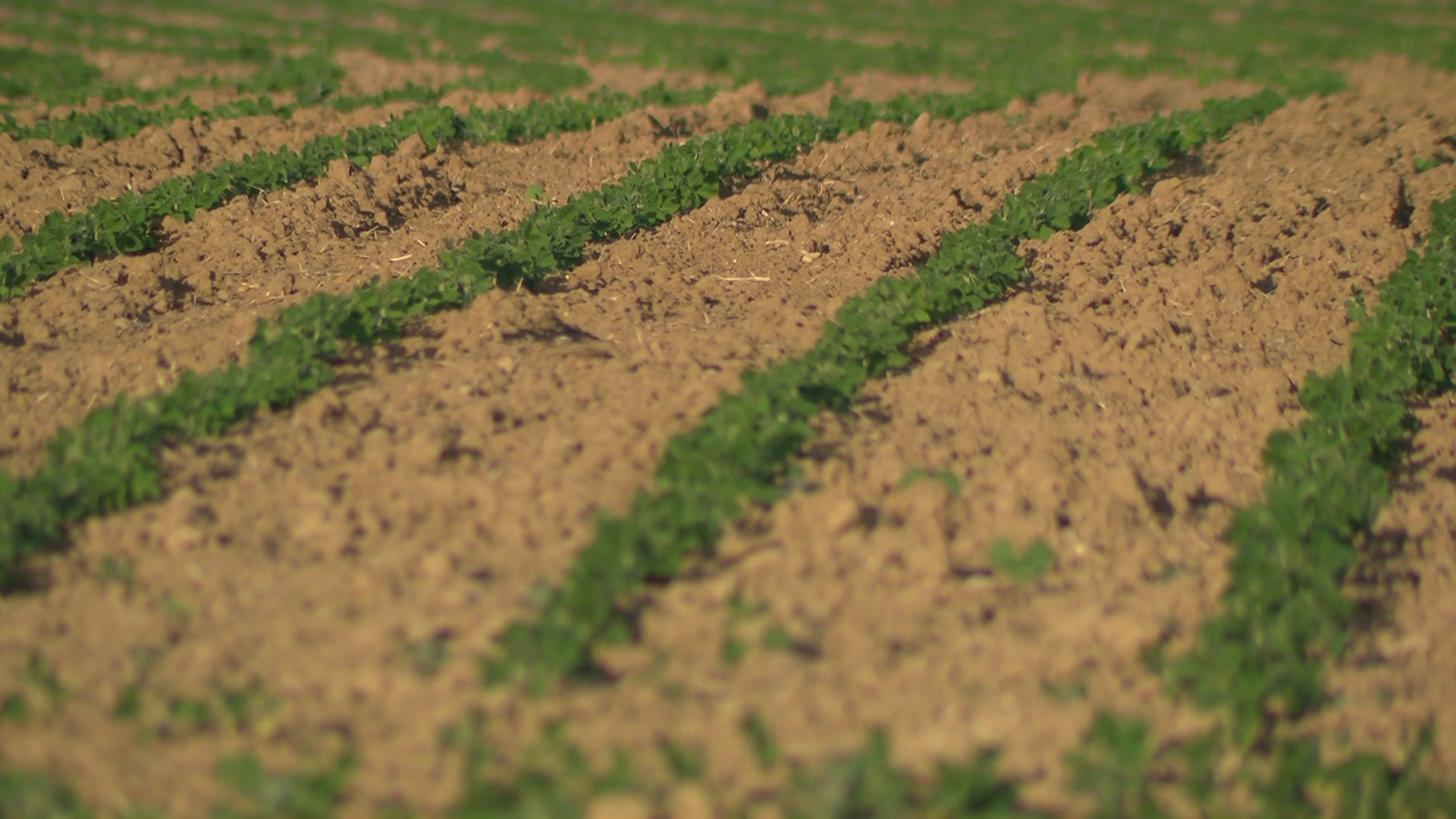 Dry spell causing concerns for SE Wisconsin farmers