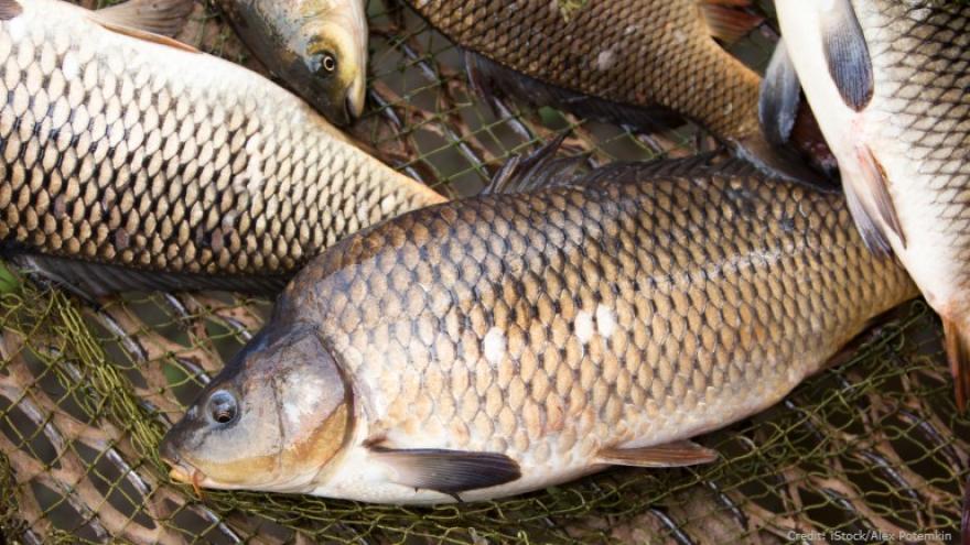 Worries Over Racism, Waterways Inspire Push to Rename Fish
