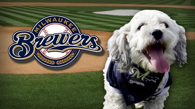 brewers hank the dog
