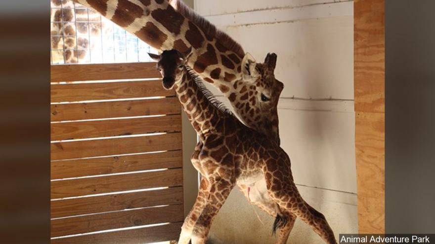 April the Giraffe, who became a worldwide sensation for giving birth in  2017, has died