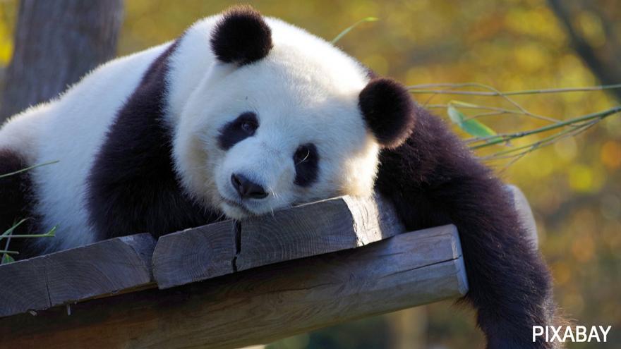 Today is National Panda Day