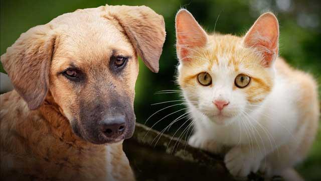 South Bend offering free vaccinations for dogs and cats