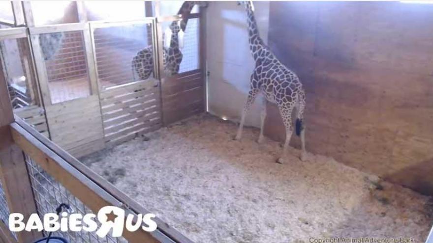 YouTube channel showing giraffe birth 2nd most live-viewed