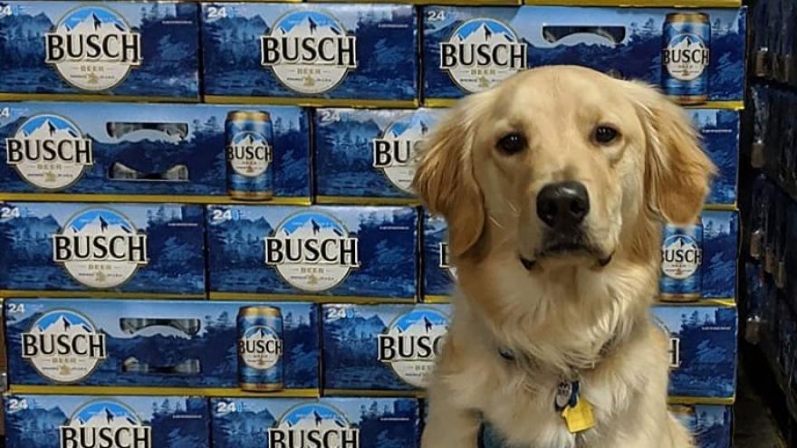Busch Is Giving 3 Months Worth Of Beer To People Who Adopt Or